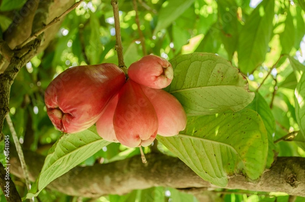 Fototapeta Unripe Bunch Otaheite Apple