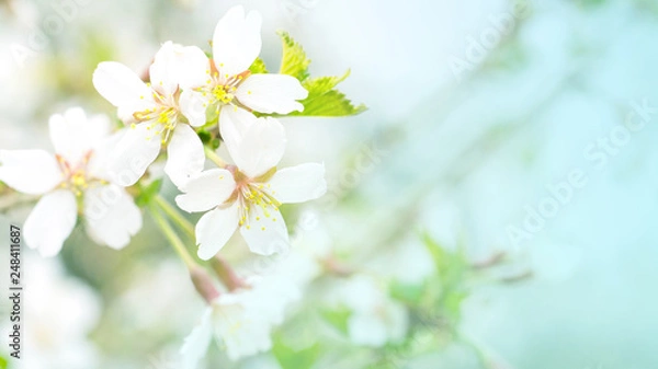 Fototapeta Flowers of cherry blossom in the soft pink light, sacura with bokeh and filters, floral background. Long width banner