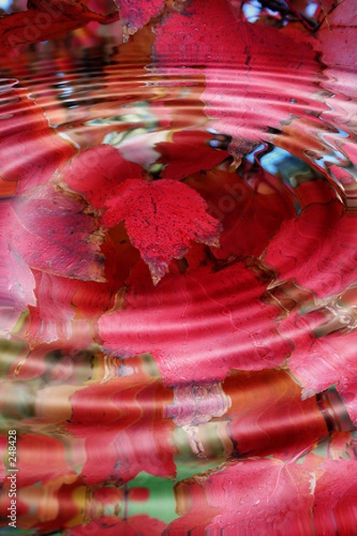 Obraz red autumn leaves splash