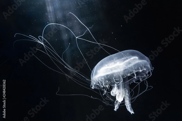 Fototapeta アマガサクラゲ