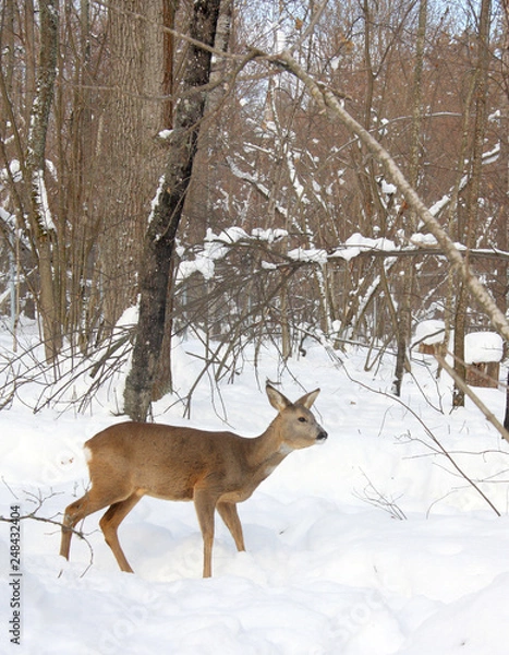 Obraz Roe in the winter forest