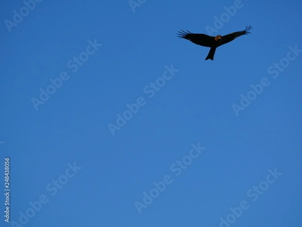 Fototapeta 空を舞う鷹