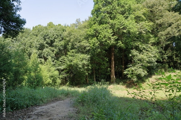 Fototapeta 日本の田舎の風景