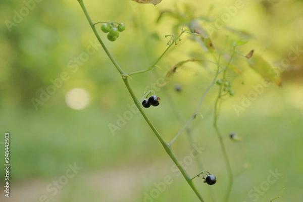 Obraz 黒いイヌホウズキの実