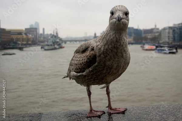 Fototapeta mewa na tle tamizy