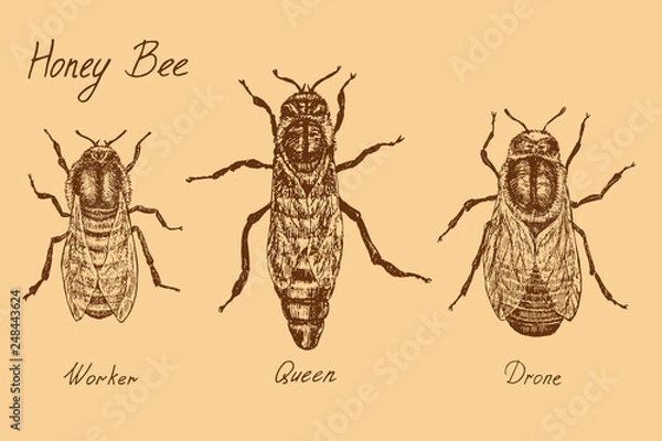 Fototapeta Honey bee archetypical caste specimens,  worker, queen and drone, high quality vintage engraved illustration style, hand drawn doodle, sketch, vector with inscription
