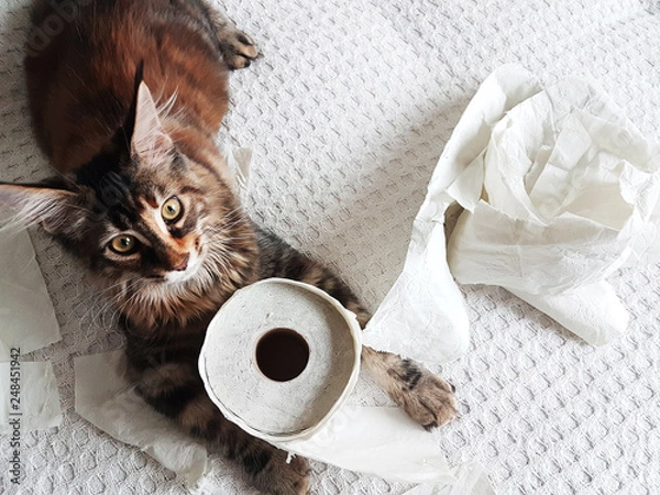 Fototapeta funny kitten playing with toilet paper tissues and chewing and destroying pieces of paper. with copy space