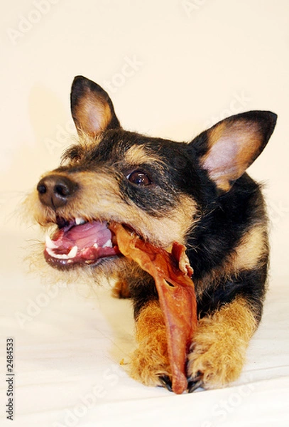 Obraz schweineöhrchen