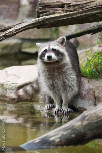 Obraz raccoon