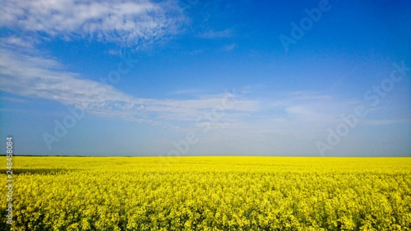 Fototapeta Rzepakowe pole