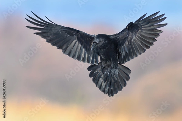 Obraz Flight over the meadow/Common Raven