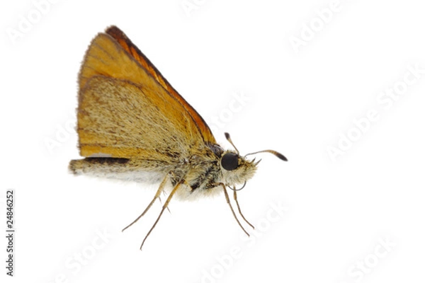 Obraz Skipper butterfly