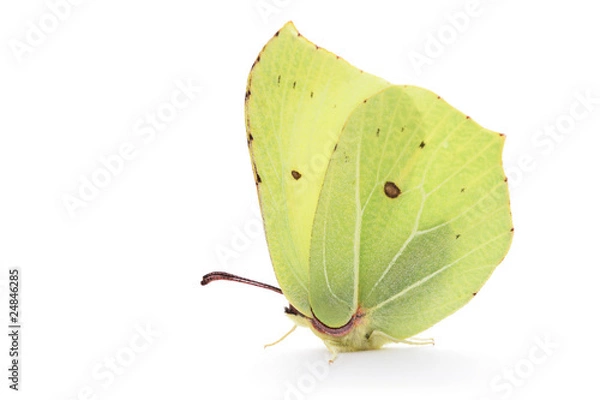 Obraz Bimstone butterfly