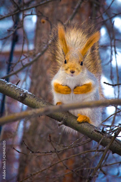 Fototapeta A big, beautiful, wild squirrel sits on a branch and waits for food.