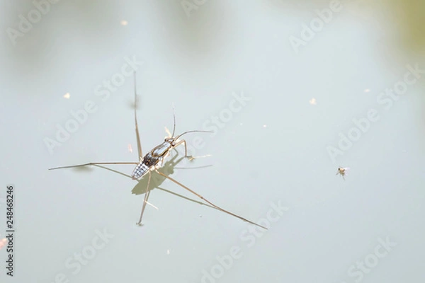 Fototapeta Portrait of a Water Strider