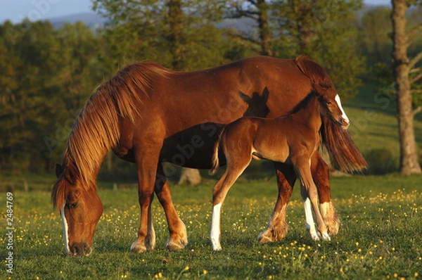 Obraz mare and his foal