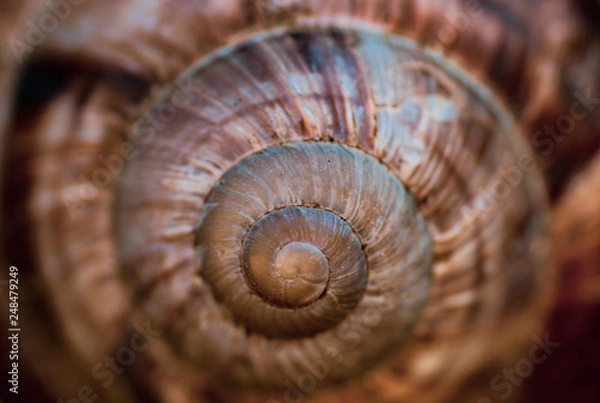 Fototapeta snail swirl background