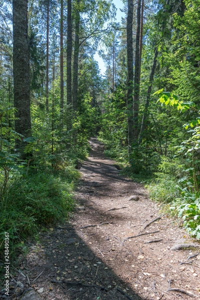 Fototapeta Forest paths connecting the monasteries of Valaam Island. The wonderful island Valaam is located on Lake Lodozhskoye, Karelia. Balaam - a step to heaven