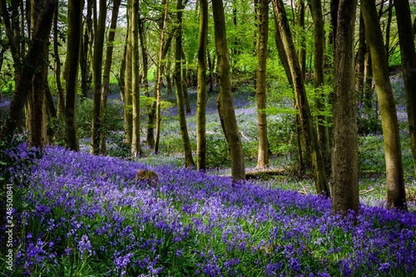 Fototapeta Bluebells