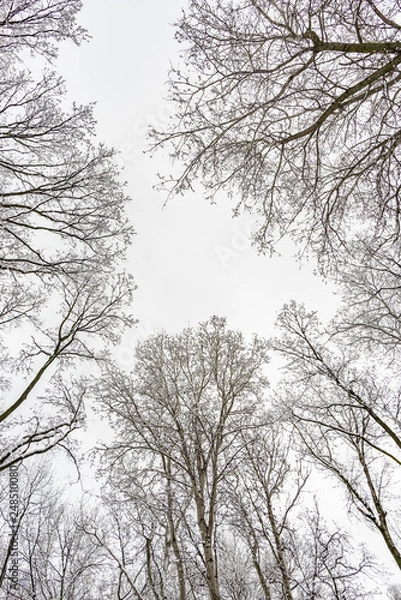 Fototapeta Looking up at the sky through  willows and poplars trees fcovered by snow during a cold and icy winter winter