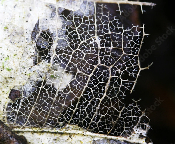 Fototapeta closeup of a  beautiful dried decomposed transparent leaf with lots of detailed venation and veins visible on dark background 