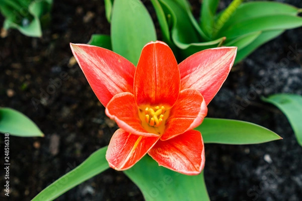 Obraz Orange Tulip