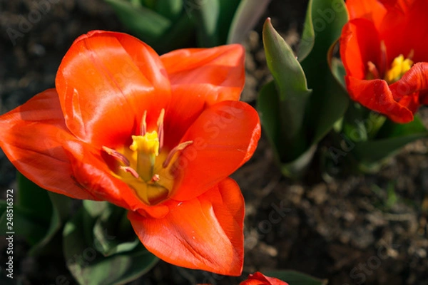 Obraz Beautiful Orange tulips