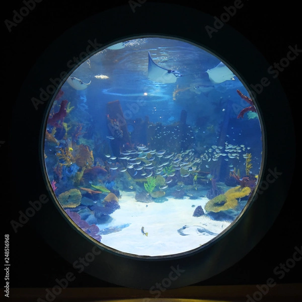 Obraz Aquarium window