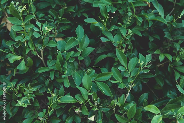 Obraz Green leaves background. Flat lay. Nature background