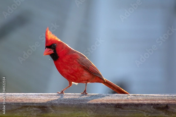 Obraz red cardinal on a wood