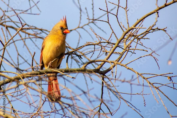 Obraz cardinal on a branch