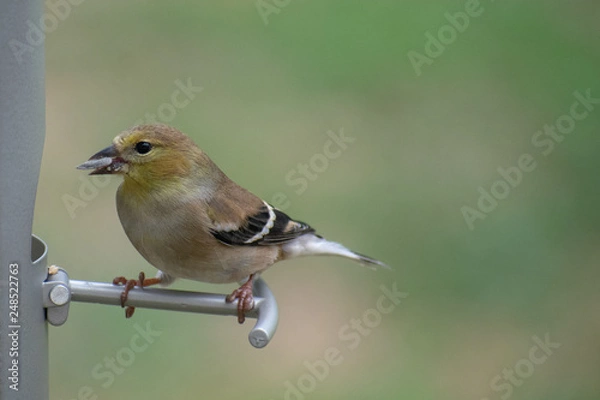 Obraz bird on a feeder
