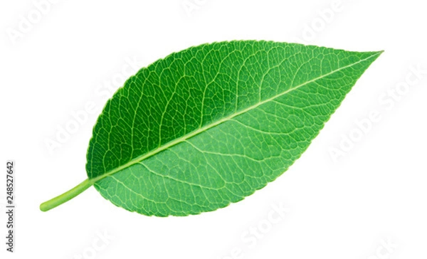Fototapeta Pear leaf isolated on white