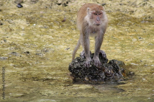 Fototapeta Monkey Island