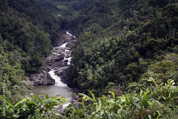 Obraz Regenwald Ranomafana