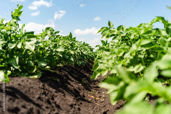 Fototapeta potato field rows with green bushes, close up.