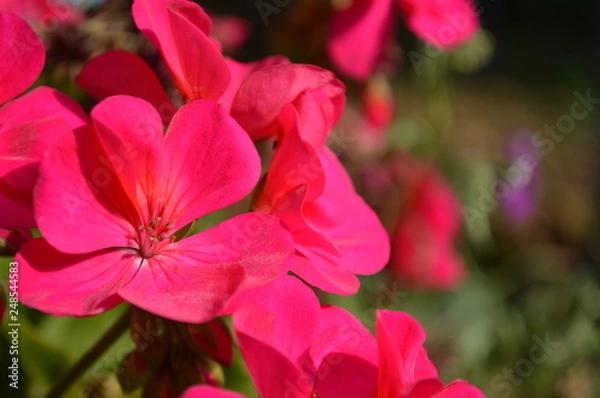 Obraz flower in the garden