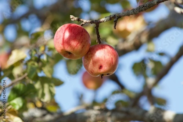 Obraz apples on a tree