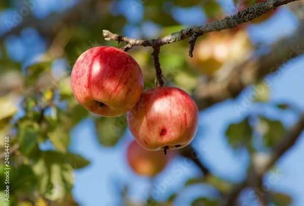 Obraz red apples on tree