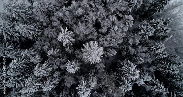 Fototapeta Drone shot, over snowy trees, in wintry, scandinavian woodlands, on snowfall, at a moody, winter, day, in Uusimaa, Finland