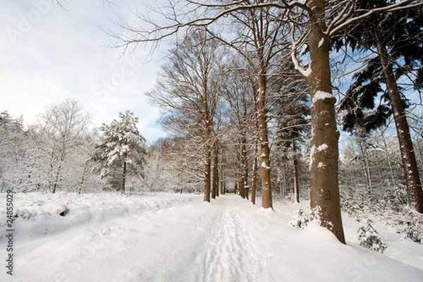 Fototapeta Snow in the forest