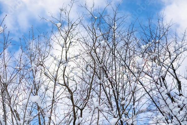 Fototapeta 冬の林