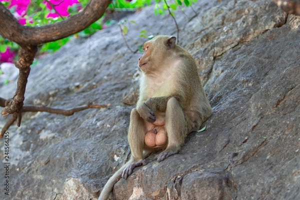 Fototapeta A macaque male with big balls testicles sits on a rock under a tree.