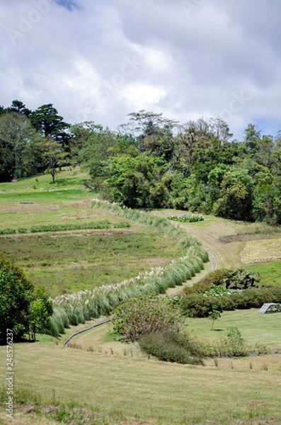 Fototapeta Into the park