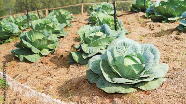 Obraz Organic cabbage vegetable