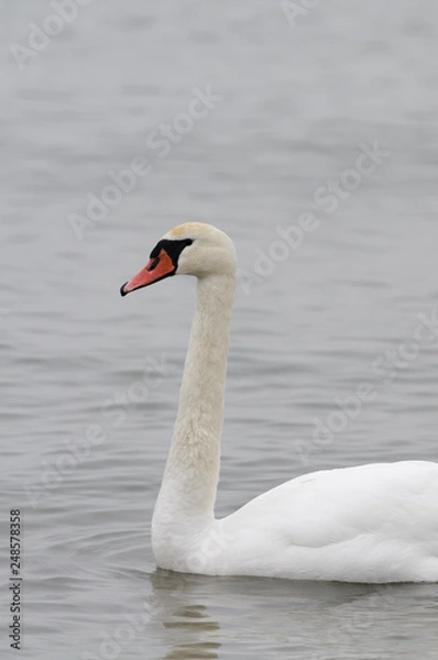 Obraz Schwan auf einem See