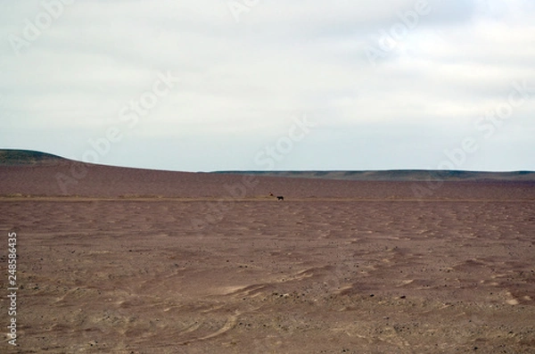 Obraz Into the desert