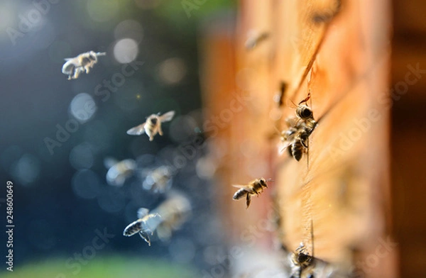 Fototapeta Close up of flying bees. Wooden beehive and bees, blured background.