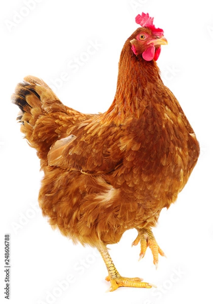 Fototapeta Brown hen isolated.