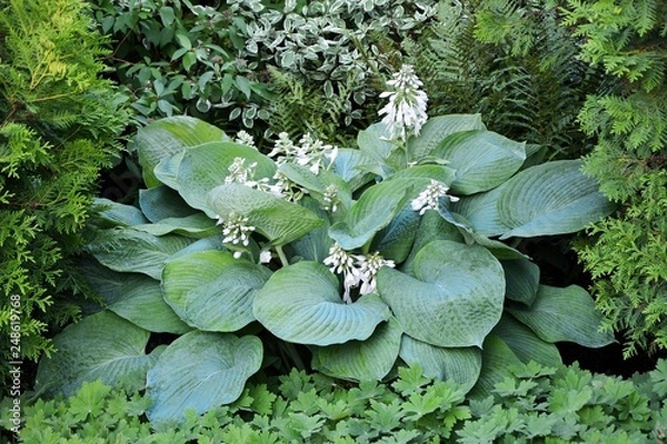 Fototapeta Magnificent giant hosta with blue leaves in the garden at the time of flowering in summer